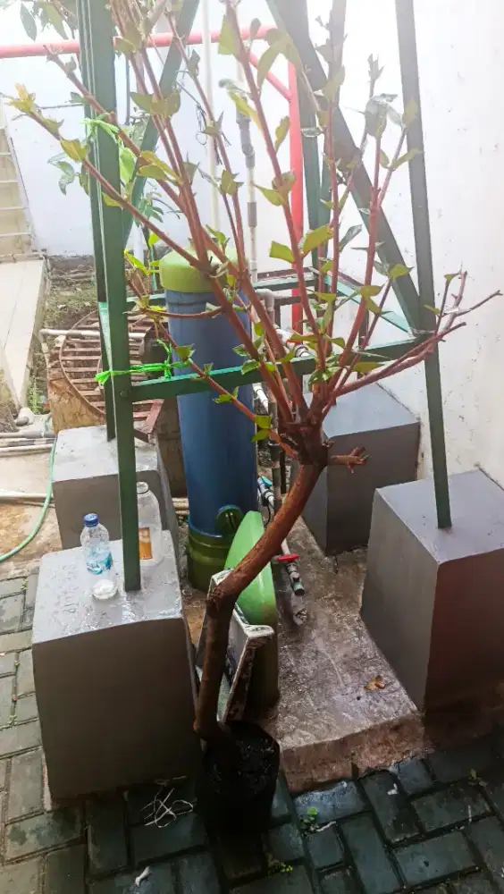 Jambu air dalhari