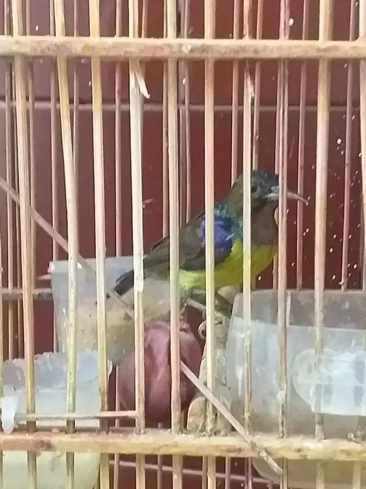 Kolibri kalapa rawatanudah bunyi