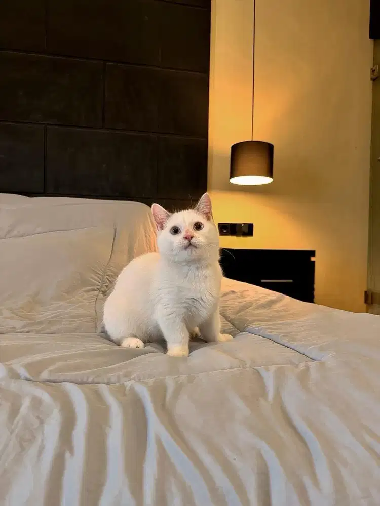 Kucing Munchkin British MALE BSH SF