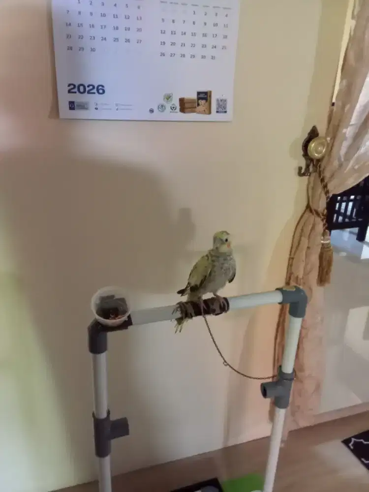 Burung Falak  atau parkit autrali