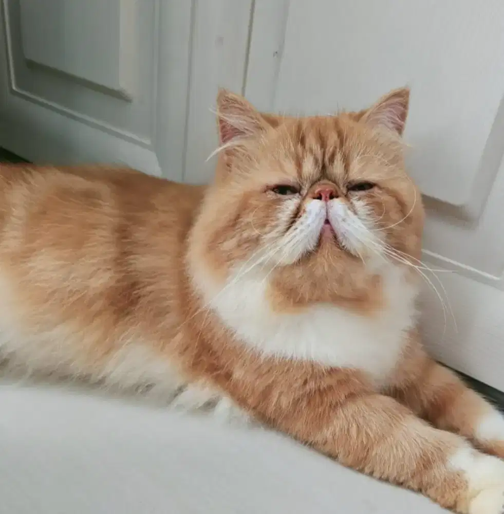 indukan jantan persia peaknose