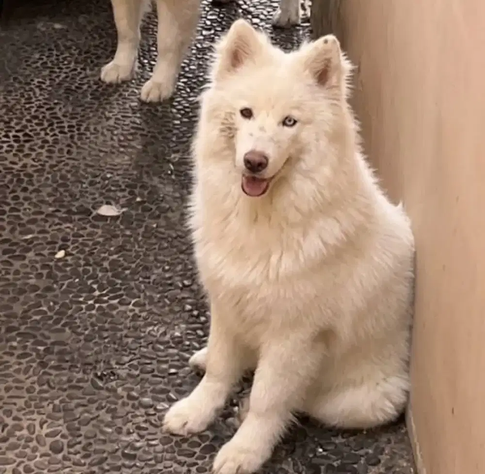 Anjing huksy Samoyed jantan
