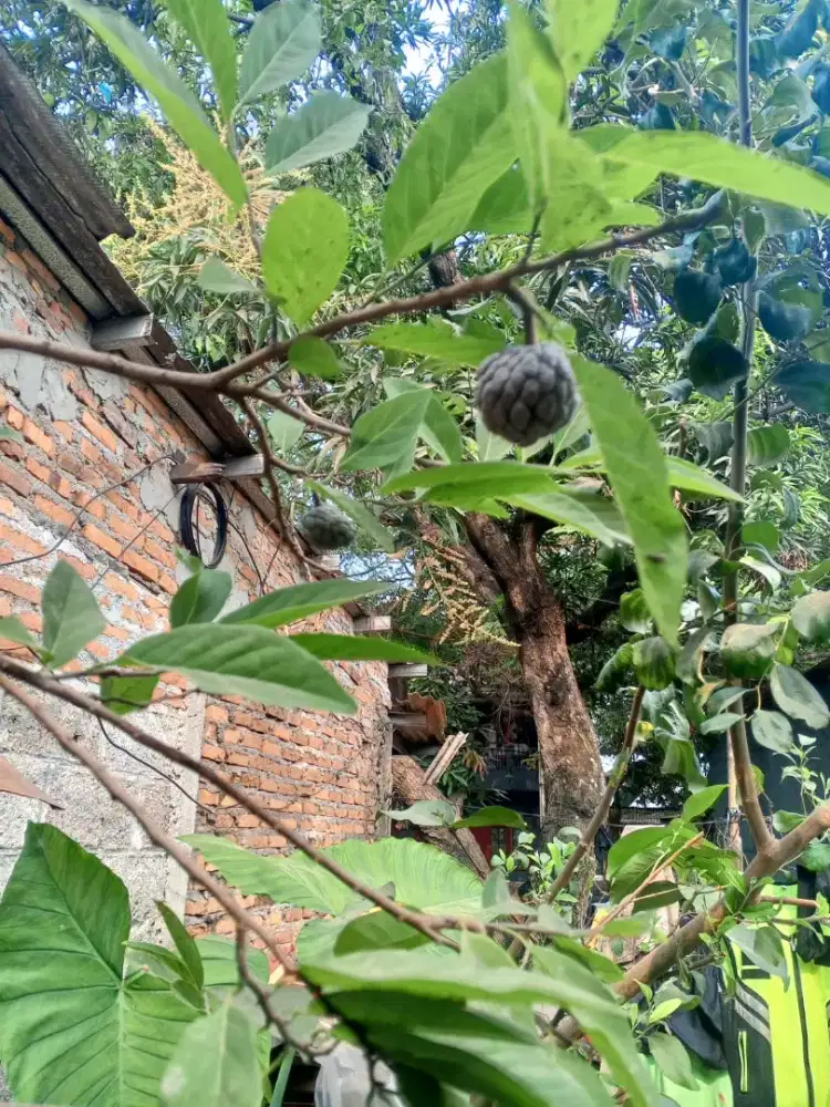 Pohon srikaya ungu berbuah