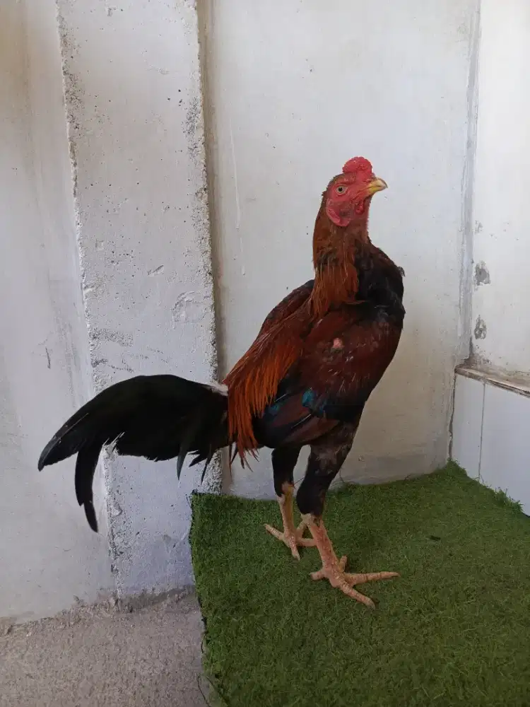 ayam Magon muda