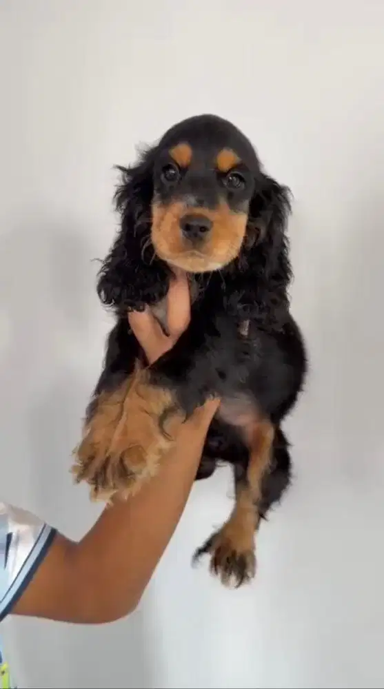 English cocker spaniel jantan & betina