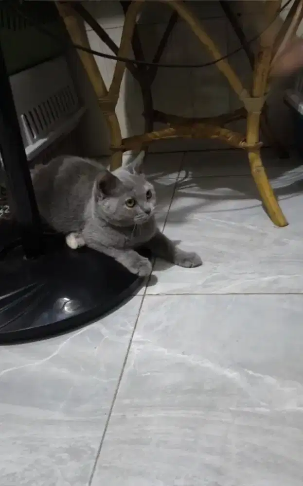 British Shorthair 7bln
