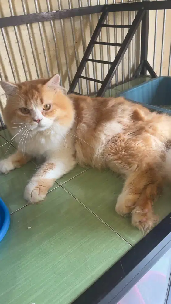 LEPAS ADOPSI BEBERAPA KUCING