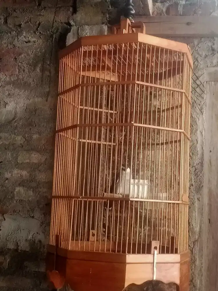Kutilang gacoor