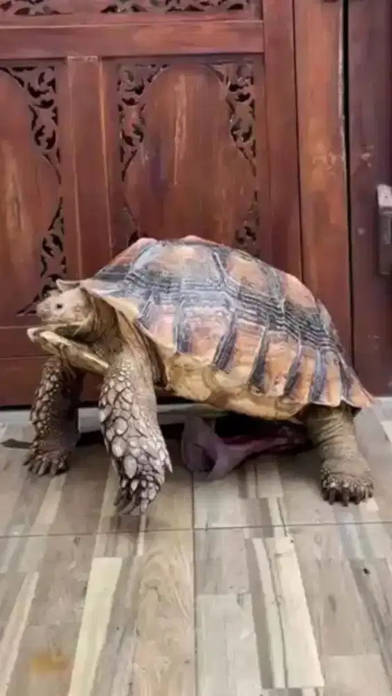 Kura sulcata 60cm birahi