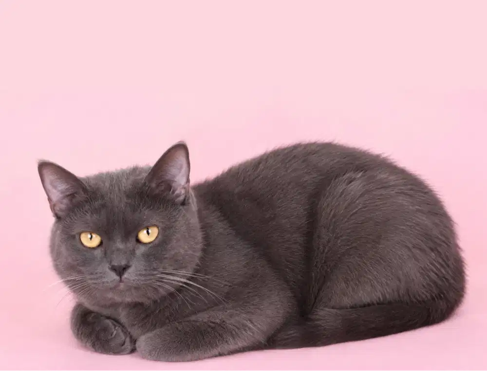 BSH Blue bloodline impor