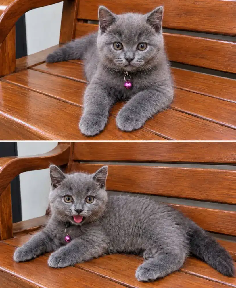 Bsh betina blue