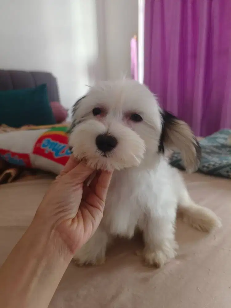 Maltipoo Party Color