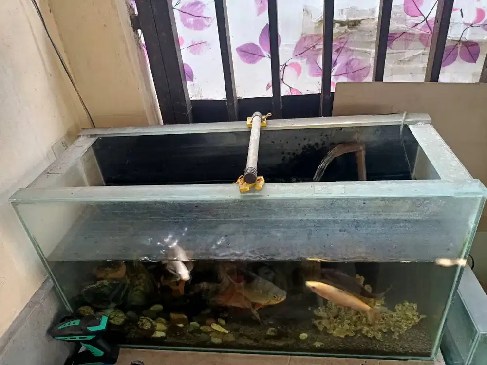 Aquarium ukuran Panjang 80, Lebar 30, tinggi 45
