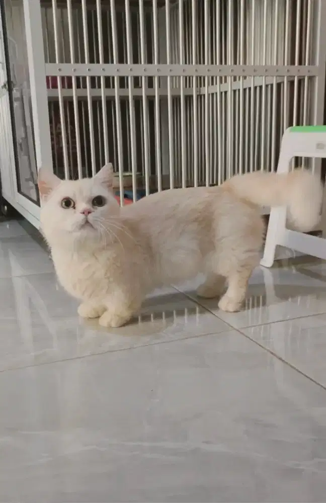 PACAK Munchkin bsh silver