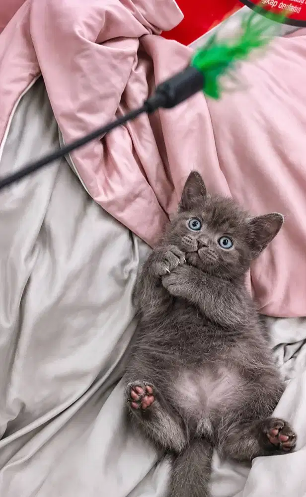 BSH Blue bloodline impor