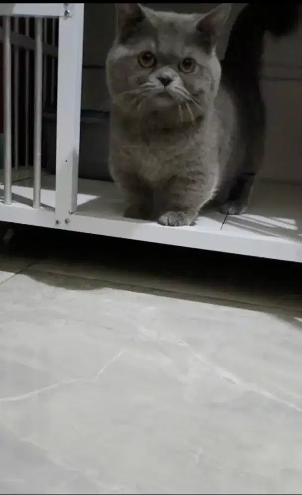 Pacak munchkin bsh Blue