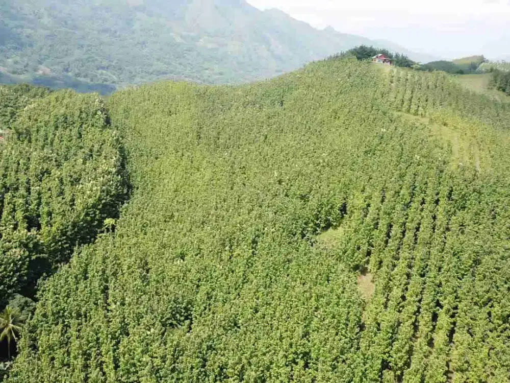 dijual tanah kebun jati solomon
