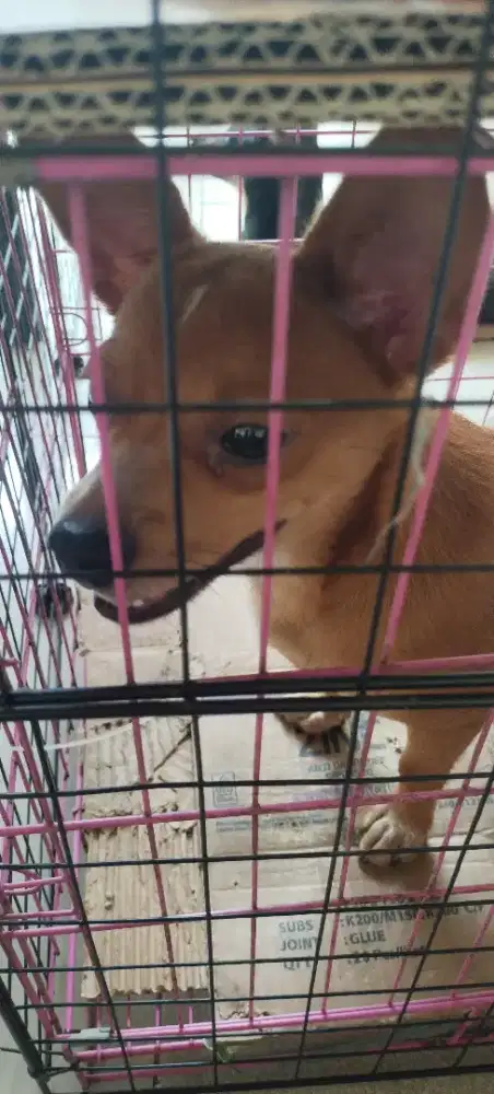 DIJUAL ANJING CHIHUAHUA