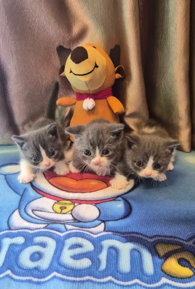 Jual Kucing BSH Munchkin BiColor