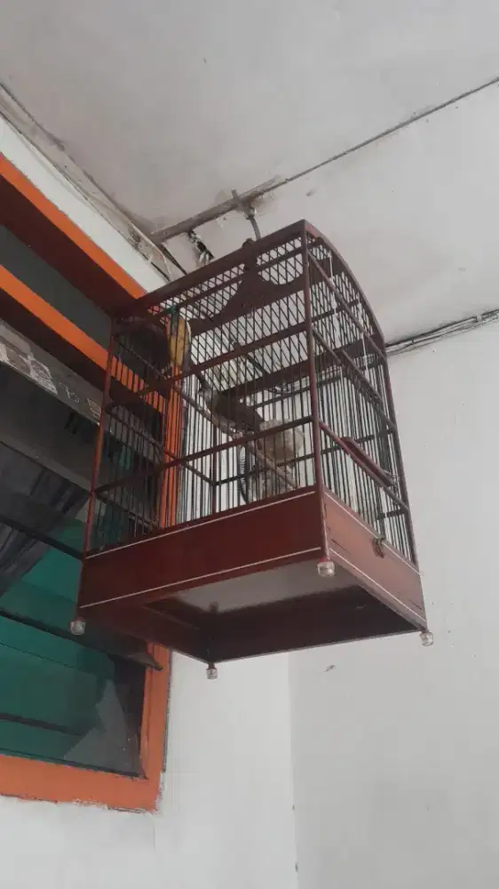 Kapas tembak gacorrr burja(burung saja)