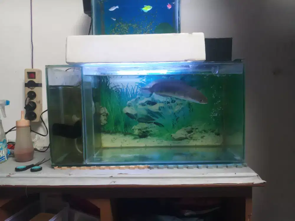 Ikan chana dan aquarium