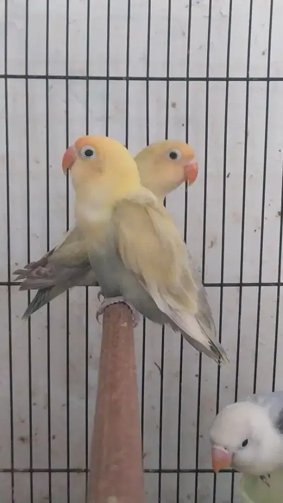 Burung Lovebird sepasang patrial blue pastel