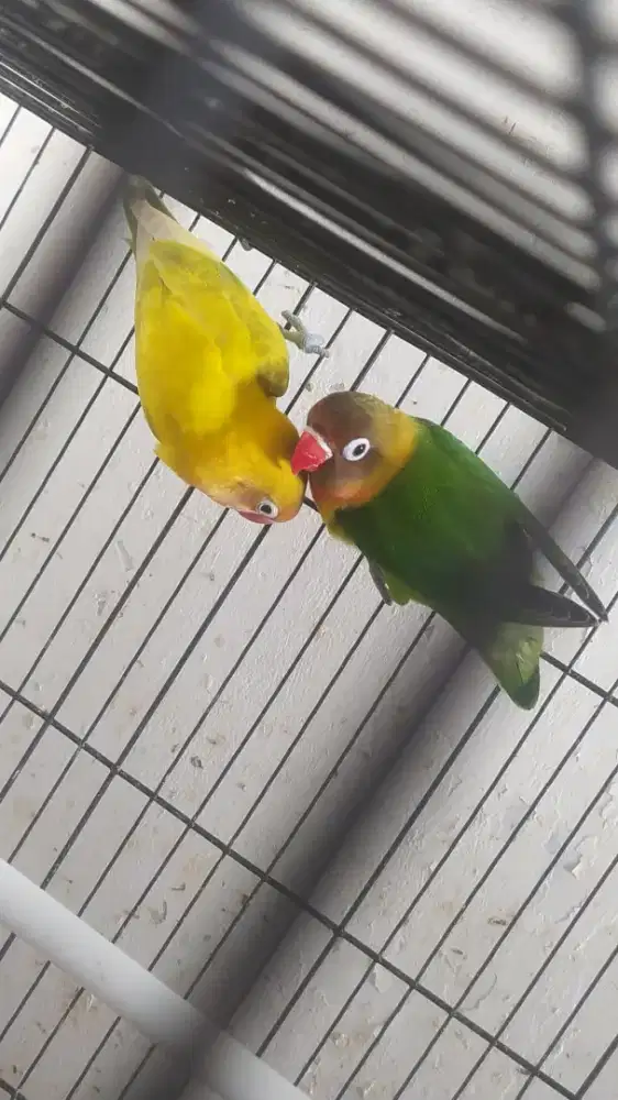 Burung Lovebird sepasang jenis josan dan pasjo masih remaja