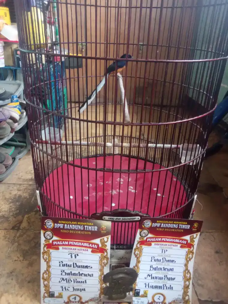 Mangga blorok ekor slap masih jalan lapang