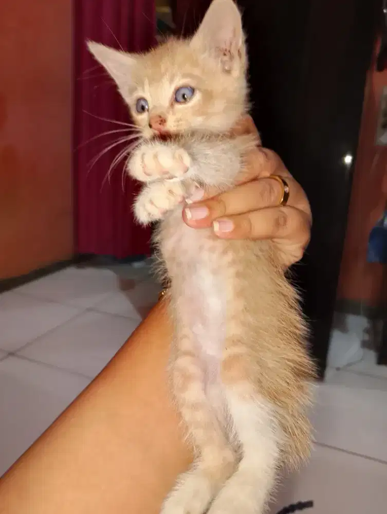Open adopsi kucing
