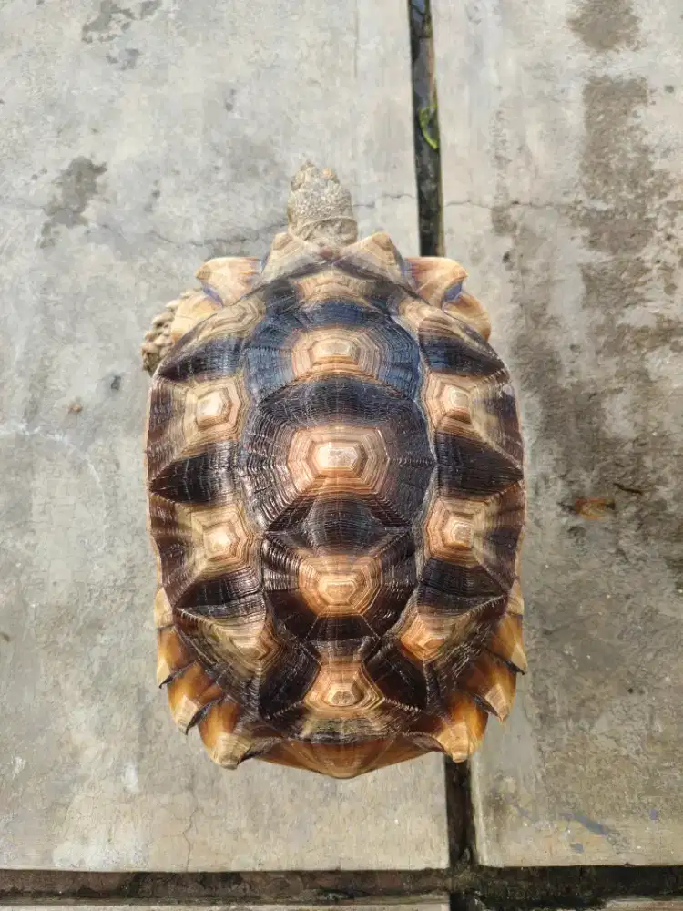 Kura kura sulcata betina 40cm