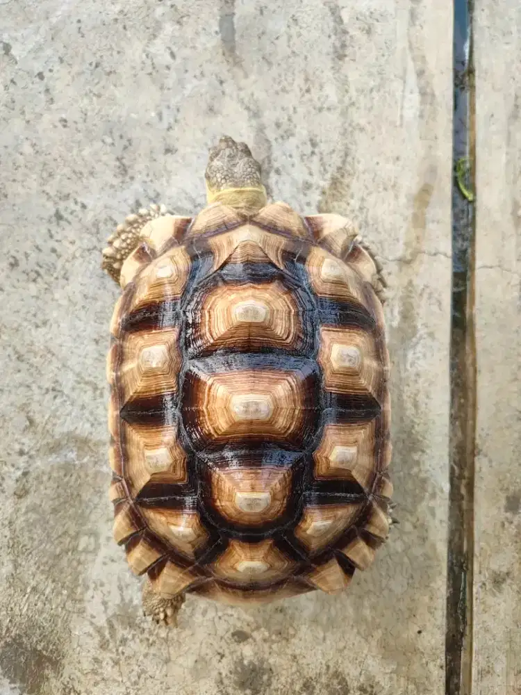 Kura kura sulcata betina 33cm