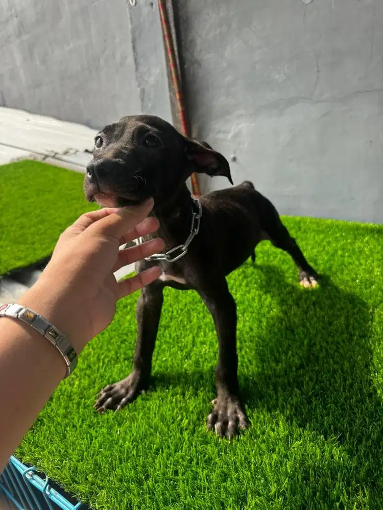 anak anjing pitbull