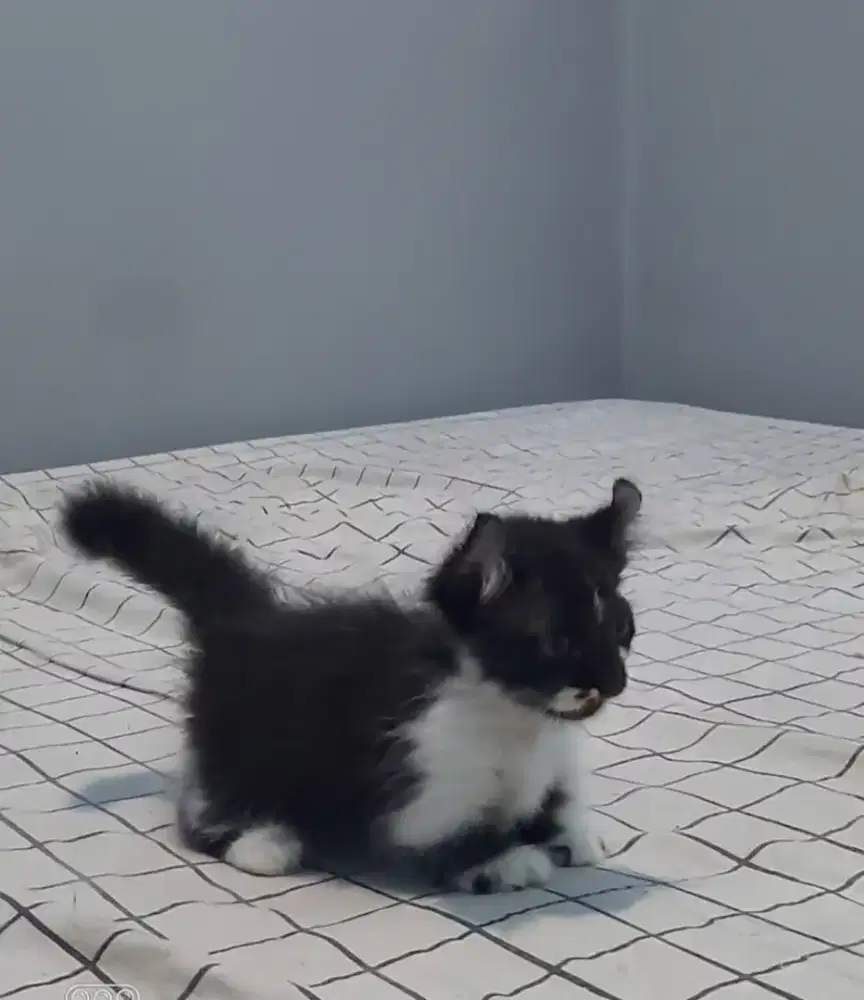 Kitten Munchkin Kinklow