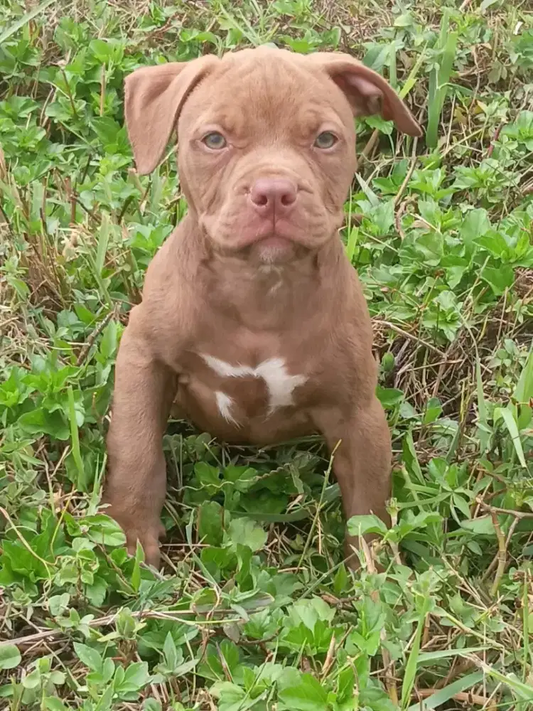 Pitbul murni 2 bulan