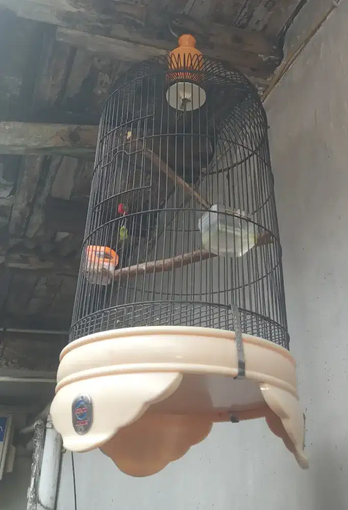 Kandang besi LB ebod masih bagus