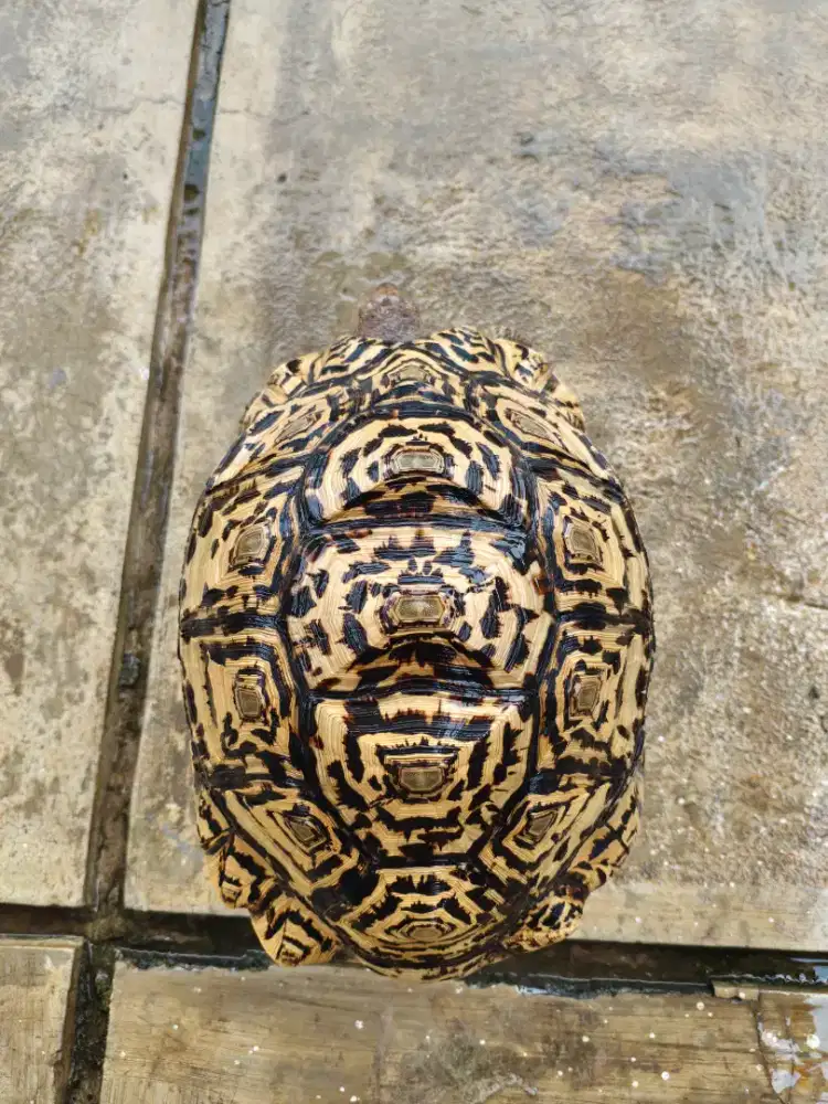 Kura kura pardalis betina 36cm indukan