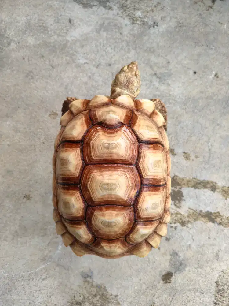 Kura kura Sulcata betina cerah 26cm