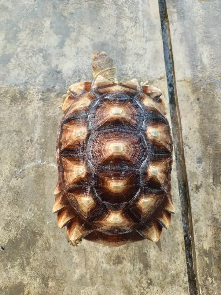 Kura kura sulcata jantan 42cm rajin kawin