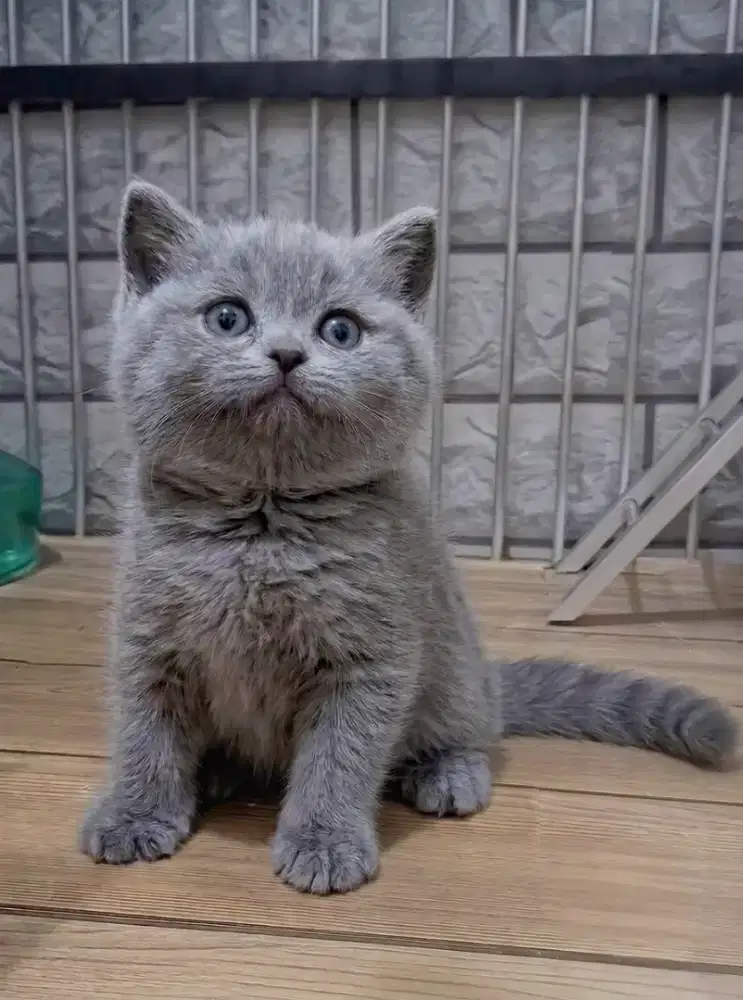 Kitten Bsh Betina