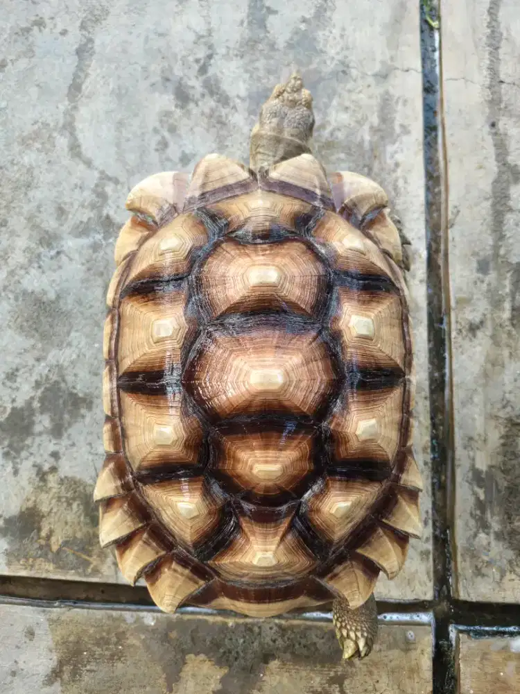 Kura kura Sulcata jantan 42cm