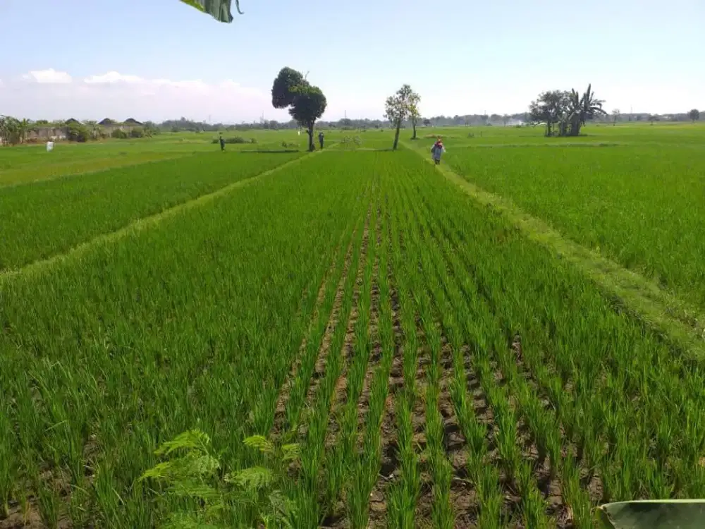 Dijual Lahan Luas 1 Ha di Kedawung Kulon Grati Pasuruan
