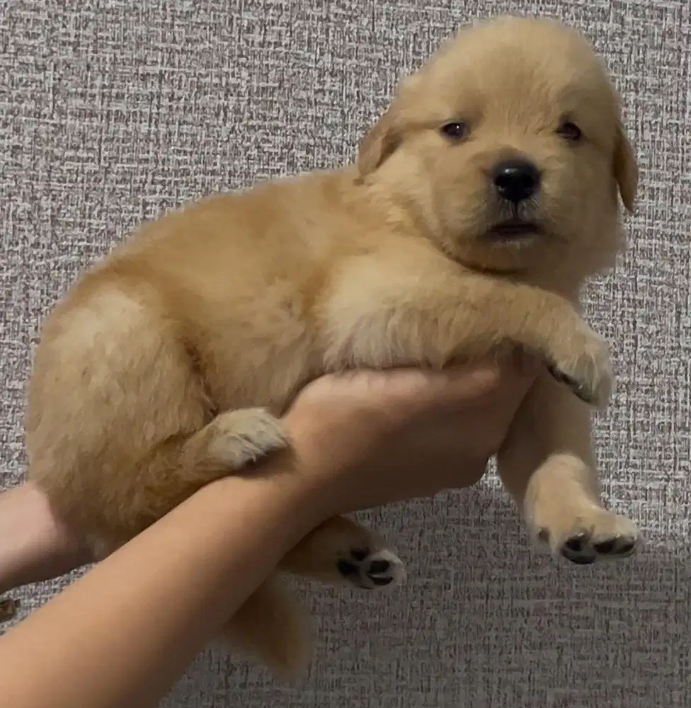 Pure Puppy Golden Retriever