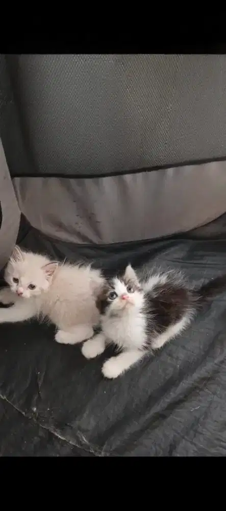 Kucing Persia/anggora