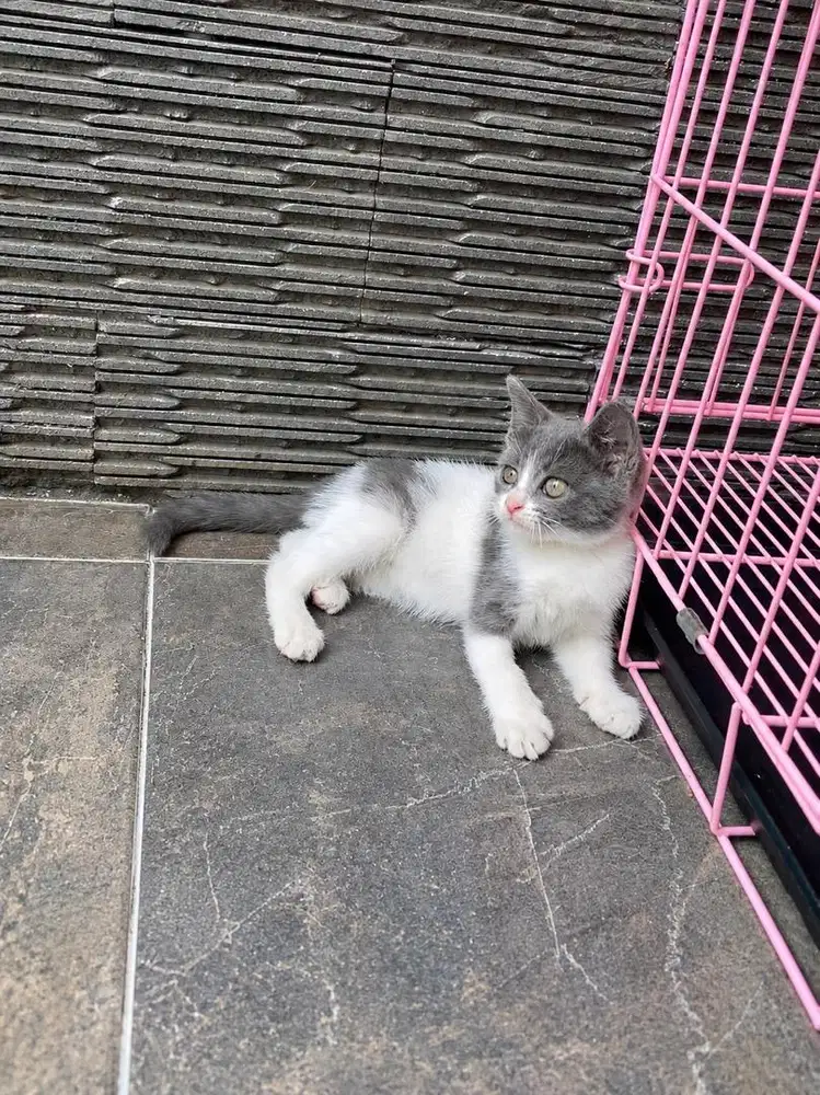 Kucing kitten british shorthair mix