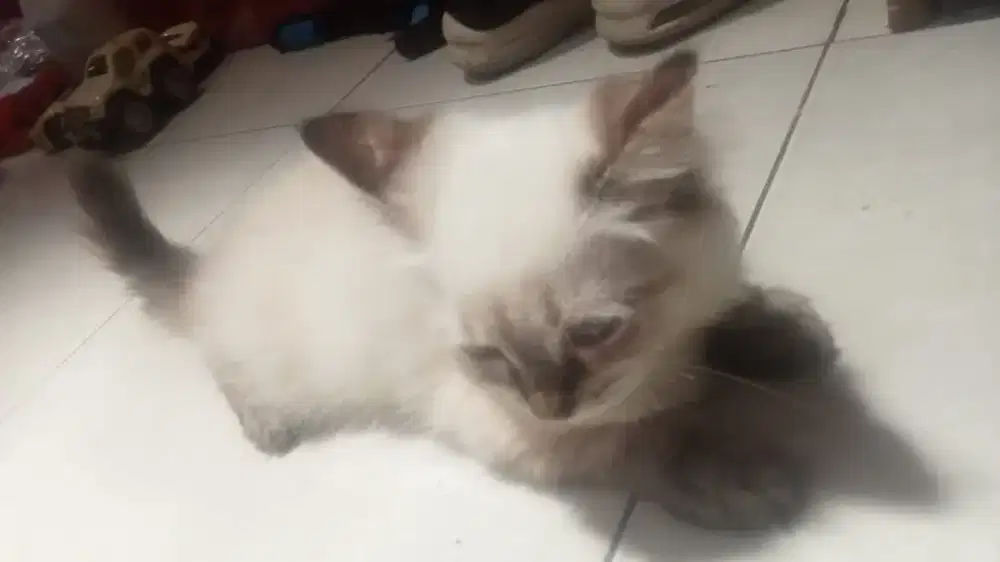 Anakan Kucing Persia Himalaya Umur 5 Bulan