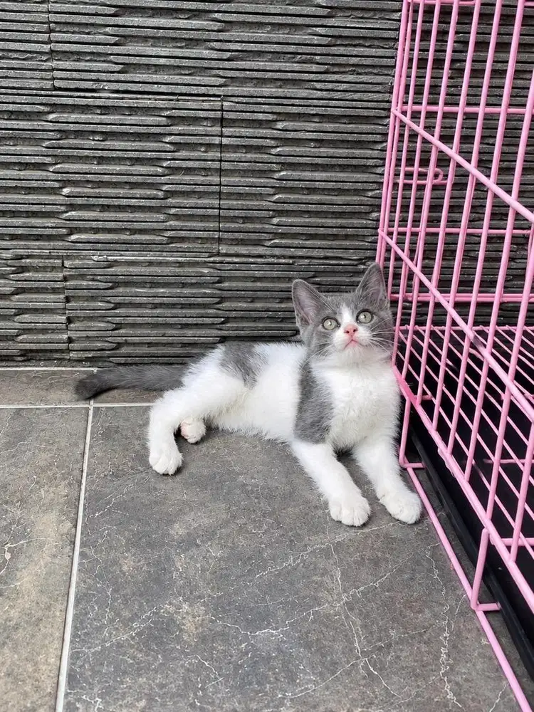 Kitten kucing british shorthair bsh mix