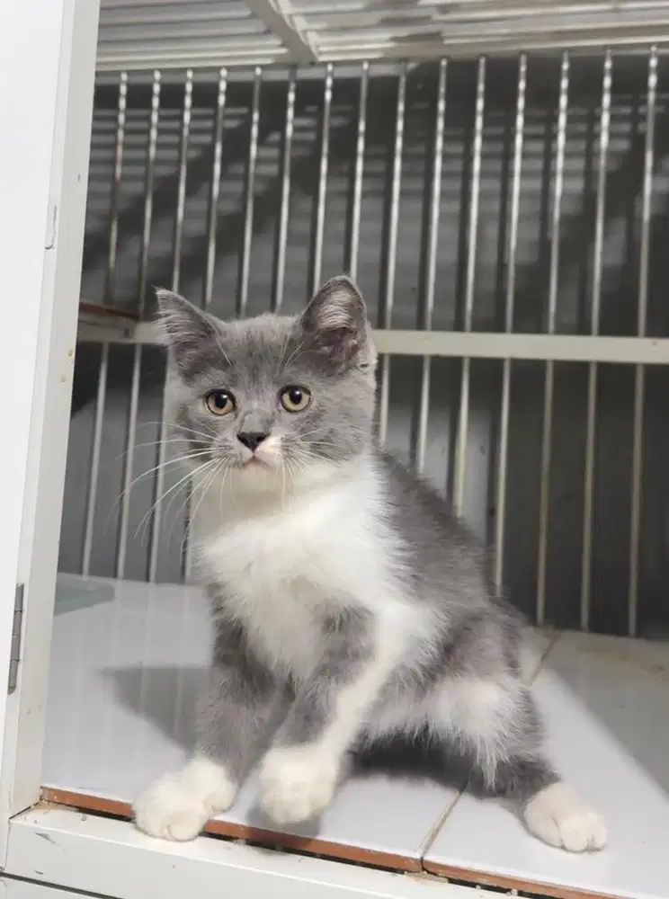Kitten Kucing British Short Hair