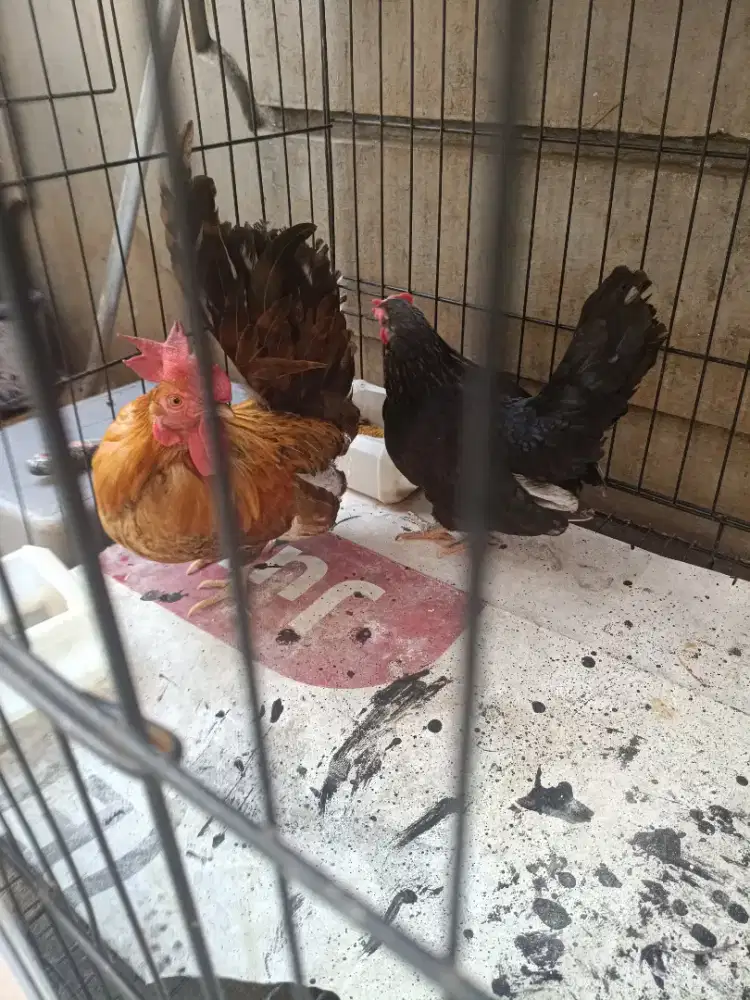 Di jual ayam kate kaki pendek/ kaki ceper