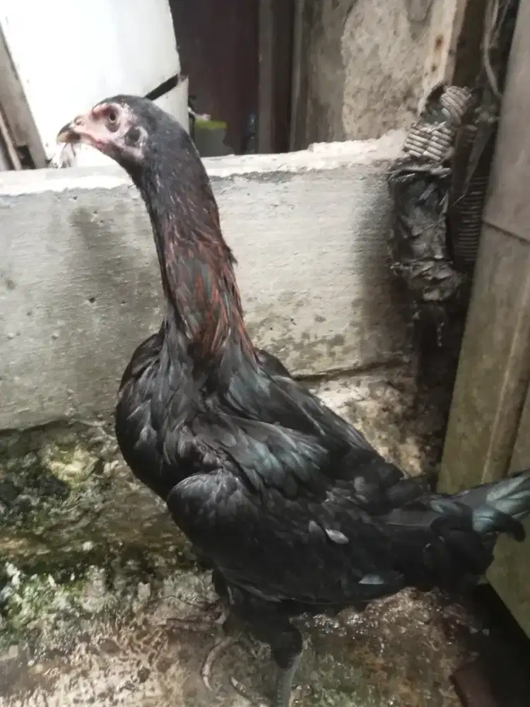 Ayam bangkok pakoy dramban