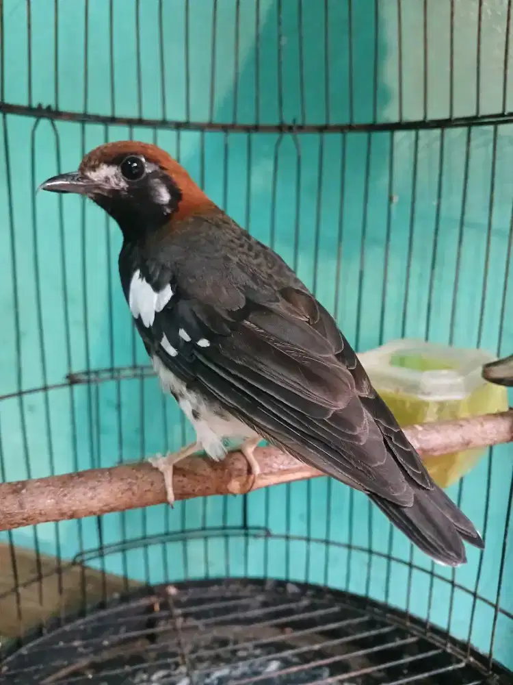 Anis kembang mulus